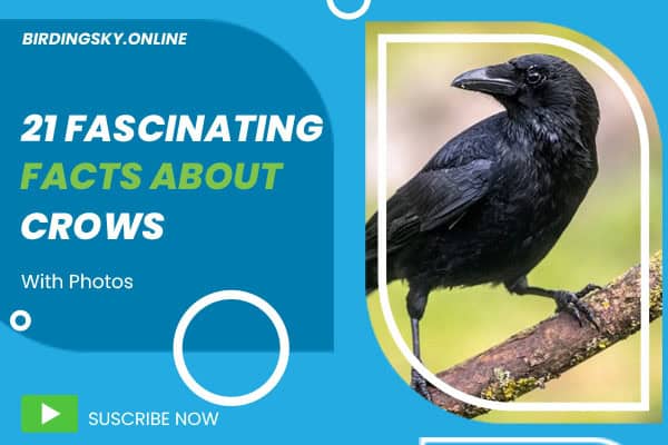 21 Fascinating Facts About Crows