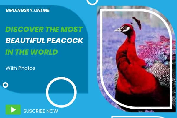 Beautiful Peacock in the World