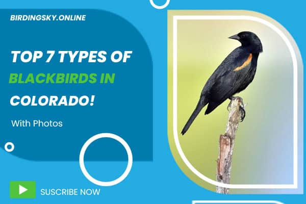 Blackbirds in Colorado