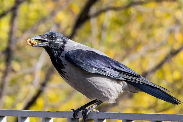 Crow Diet and Habitat
