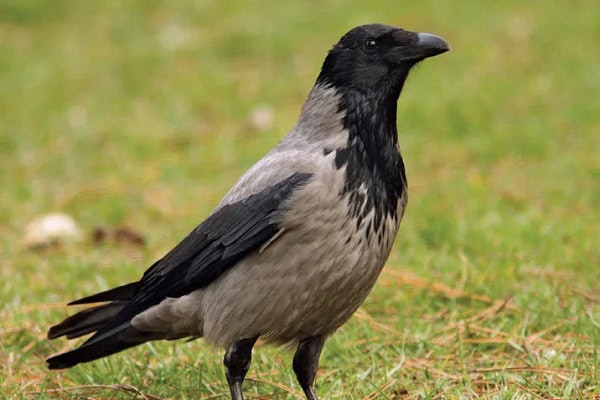 Crow Species and Corvid Information