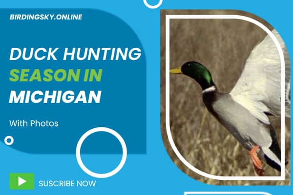 Duck Hunting Season in Michigan