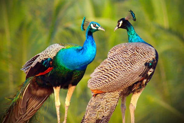 Fascinating World of Peacock