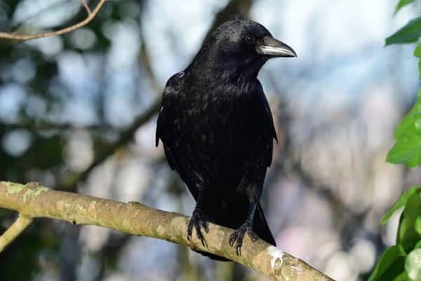 Food Sources for Crows