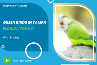 Green Birds in Tampa Florida