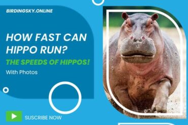 How Fast Can Hippo Run