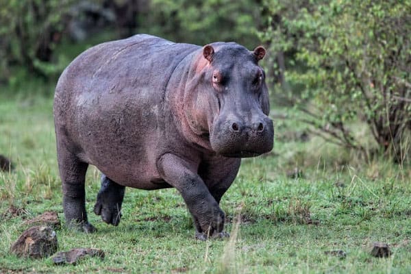 How Fast Can Hippo Run or swim