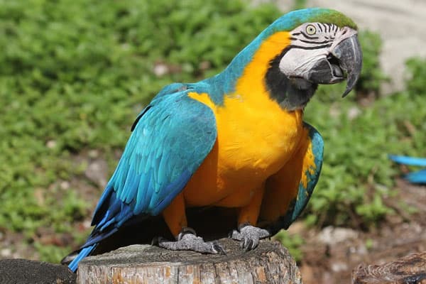 Majestic Macaw