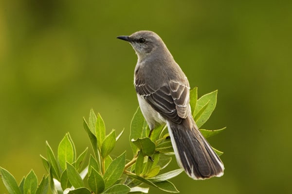 Melodious Mockingbird