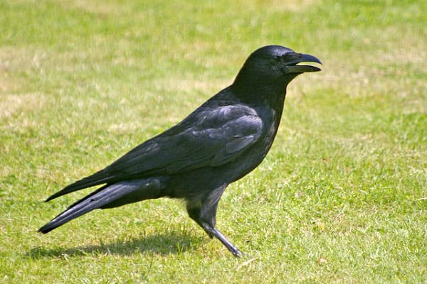 Omnivorous Nature of Crows