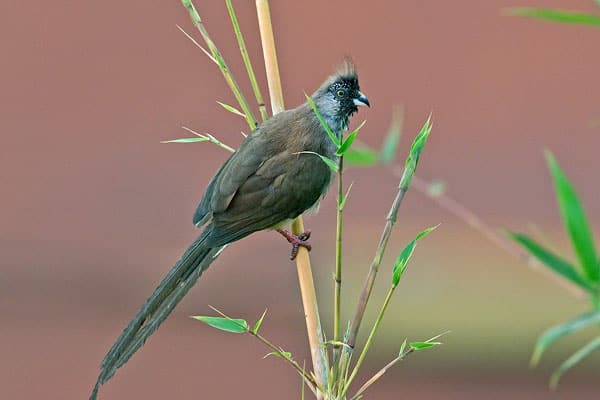 Red-backed Mousebird
