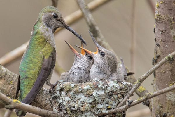 Spotting Hummingbird Nests
