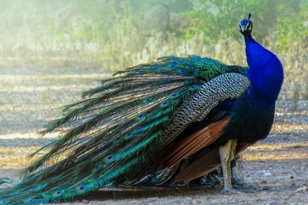 Vibrant Palette of a Peacock