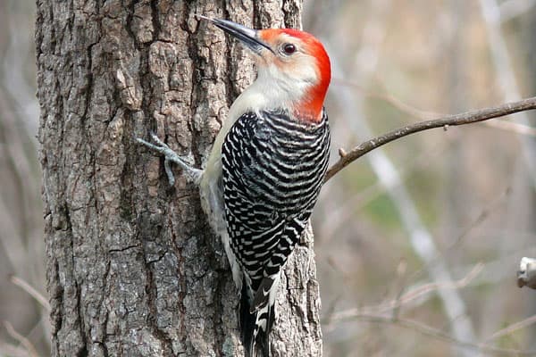 woodpecker symbolism