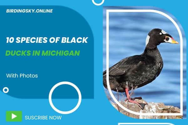 Black Ducks in Michigan