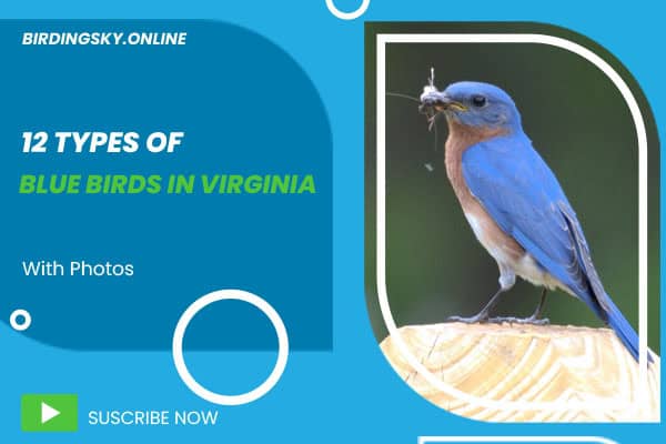 Blue Birds in Virginia