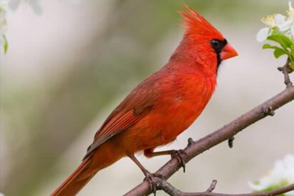 Common Red Birds in Michigan