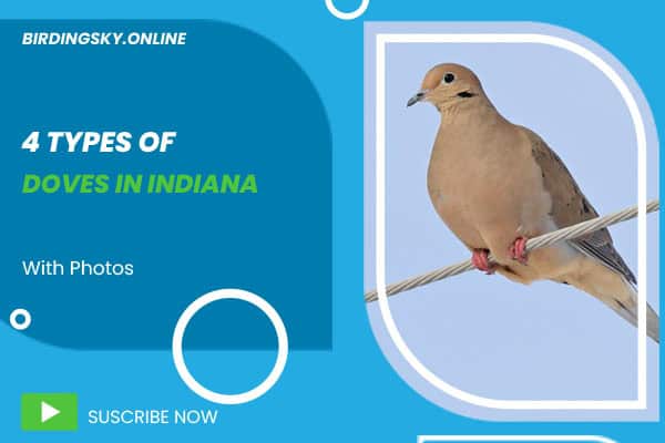 Doves in Indiana