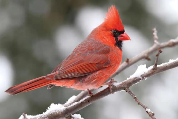 Iconic Northern Cardinal