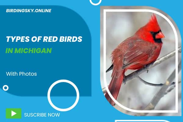 Red Birds in Michigan