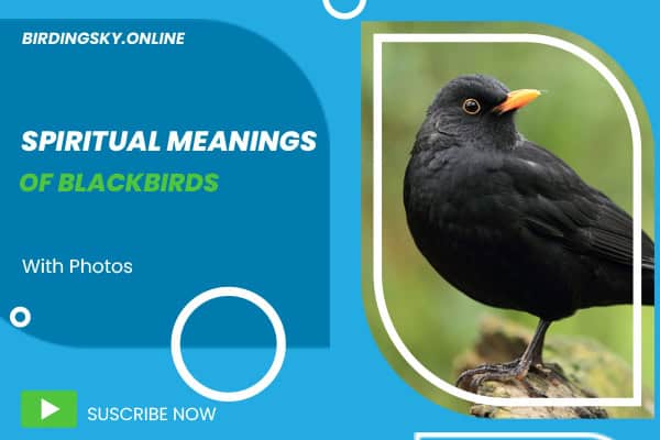 Spiritual Meanings of Blackbirds
