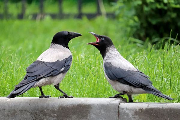 World of Crow Communication