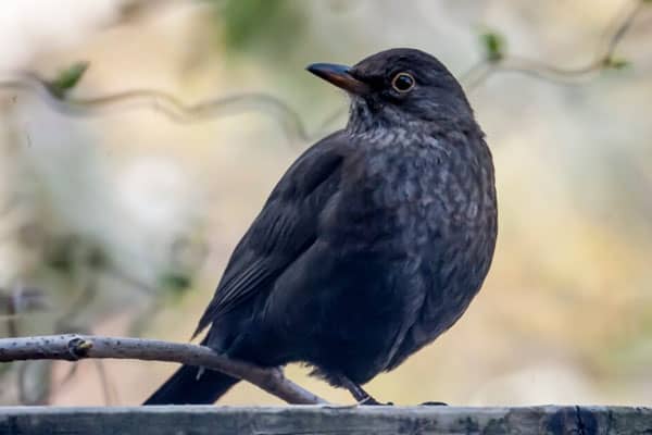 Mystical Allure of Blackbirds